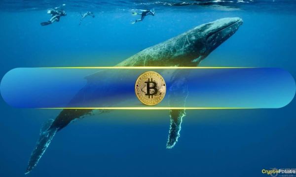 比特币下周将涨至12.1万美元？巨鲸Wynn押注12.5亿美元