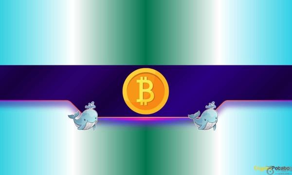 4 天内购买了 30,000 个 BTC：新一轮比特币牛市即将到来？